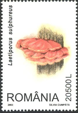 Sulfur Porcupine (Laetiporus sulphureus)