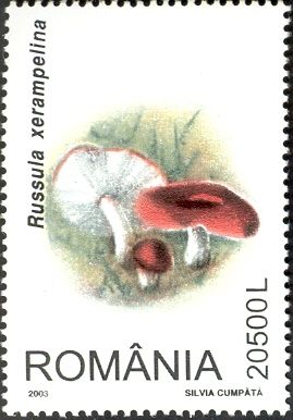 Herring Stingling (Russula xerampelina)