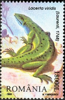European Green Lizard (Lacerta viridis)