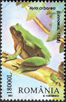 European Tree Frog (Hyla arborea)