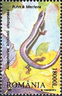 European Snake-eyed Skink (Ablepharus kitaibelii ssp. stepan
