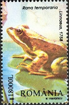 European Common Frog (Rana temporaria)