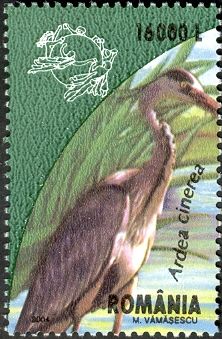 Common Heron (Ardea cinerea)