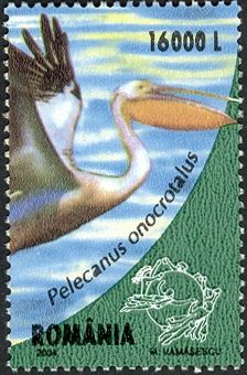 Great White Pelican (Pelecanus onocrotalus)