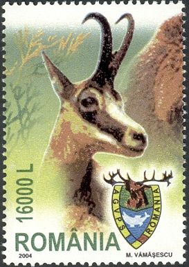 Chamois (Rupicapra rupicapra)