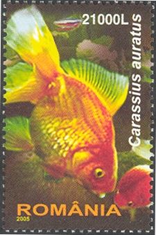 Goldfish (Carassius auratus auratus)