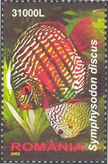 Blue Discus (Symphysodon aequifasciata)