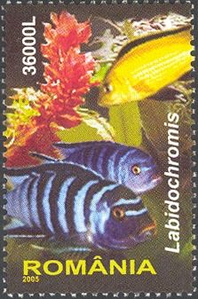 Electric Yellow Labido (Labidochromis caeruleus)