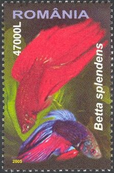 Siamese Fighting Fish (Betta splendens)