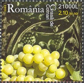 Grasă de Cotnari