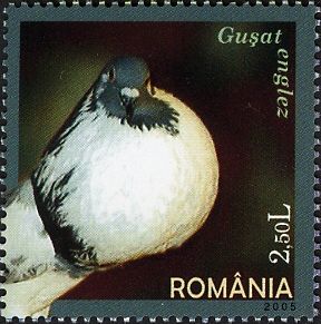 English Pouter (Columba livia forma domestica)