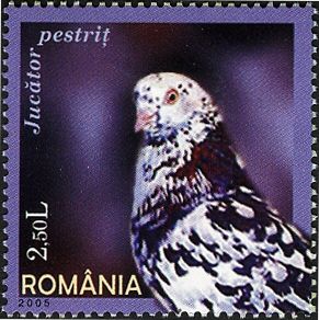 Parlor Roller (Columba livia forma domestica)