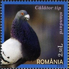 Carrier Pigeon (Columba livia forma domestica)