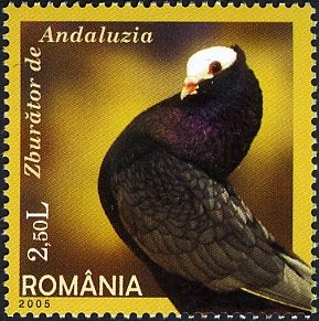 Andalusian (Columba livia forma domestica)