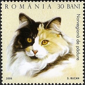 Norwegian Forest Cat (Felis silvestris catus)