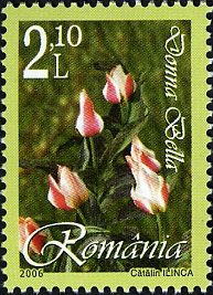 Donna Bella