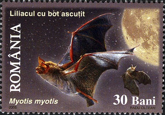 Greater Myotis (Myotis myotis)