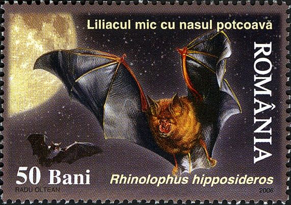 Lesser Horseshoe Bat (Rhinolophus hipposideros)