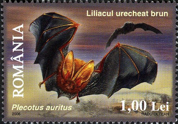 Brown Long-eared Bat (Plecotus auritus)