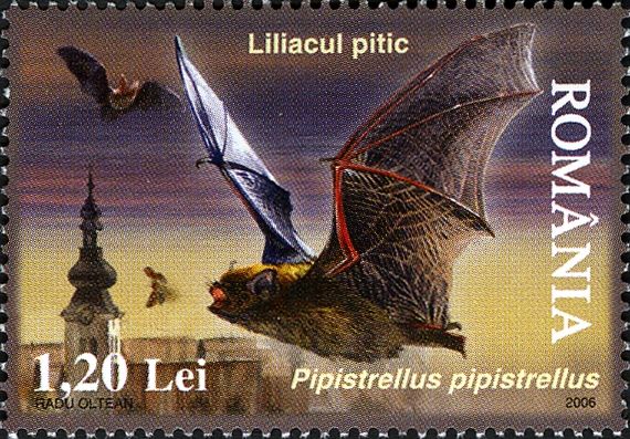 Common Pipistrelle (Pipistrellus pipistrellus)