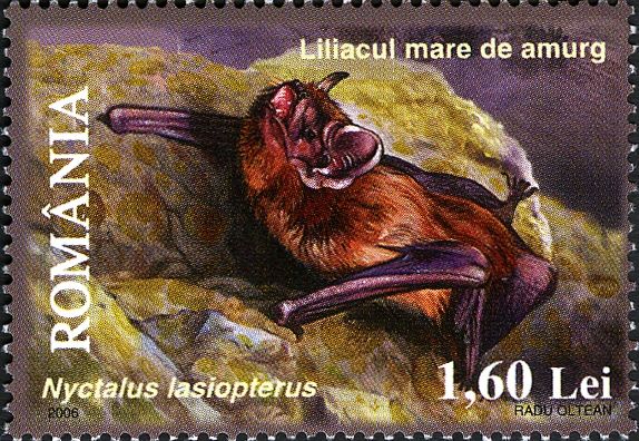 Greater Noctule (Nyctalus lasiopterus)