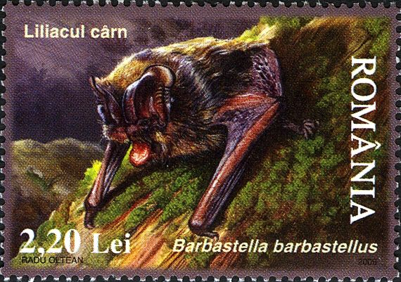 Western Barbastelle (Barbastella barbastellus)