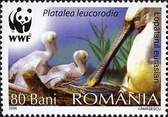 Eurasian Spoonbill (Platalea leucorodia) - with chicks