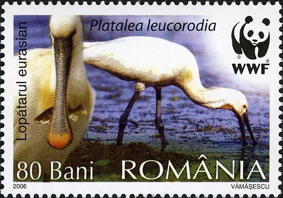 Eurasian Spoonbill (Platalea leucorodia) - at water