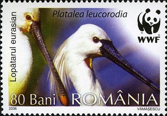 Eurasian Spoonbill (Platalea leucorodia) - two birds
