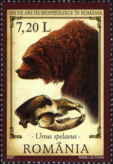 Cave Bear (Ursus spelaeus)