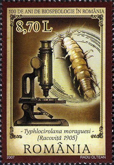 Typhlocirolana moraguesi
