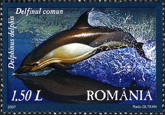 Common Dolphin (Delphinus delphis)