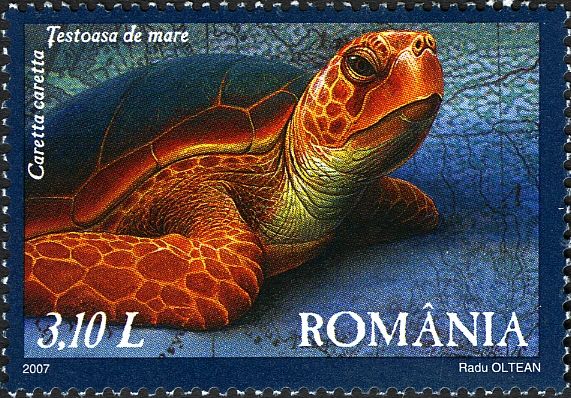 Loggerhead (Caretta caretta)