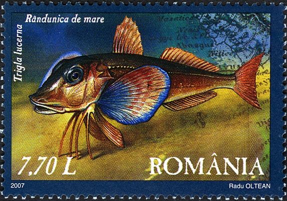 Tub Gurnard (Trigla lucerna)