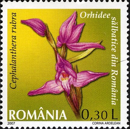 Red Helleborine (Cephalanthera rubra)