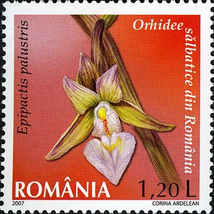 Marsh Helleborine (Epipactis palustris)