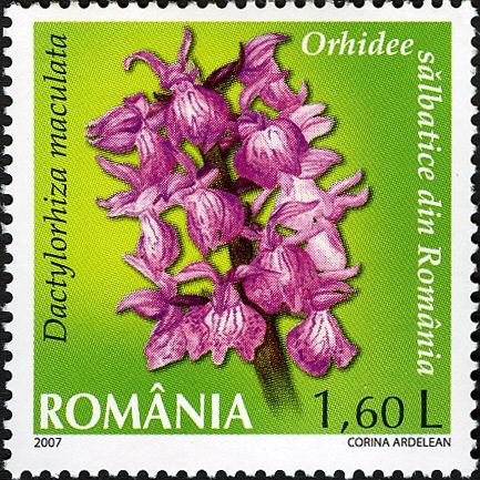 Heath Spotted Orchid (Dactylorhiza maculata)