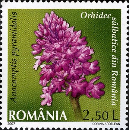 Pyramidal Orchid (Anacamptis pyramidalis)