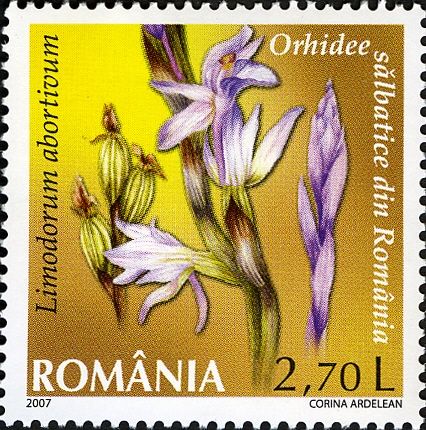 Violet Limodore (Limodorum abortivum)