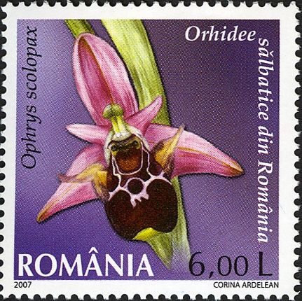 Woodcock Orchid (Ophrys scolopax)