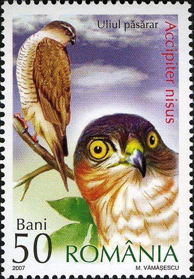 Eurasian Sparrowhawk (Accipiter nisus)