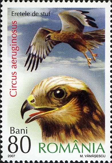 Western Marsh Harrier (Circus aeruginosus)