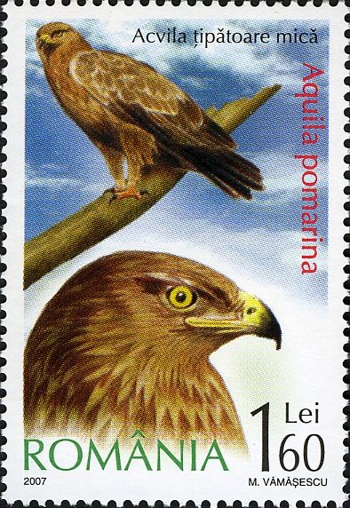 Lesser Spotted Eagle (Aquila pomarina)