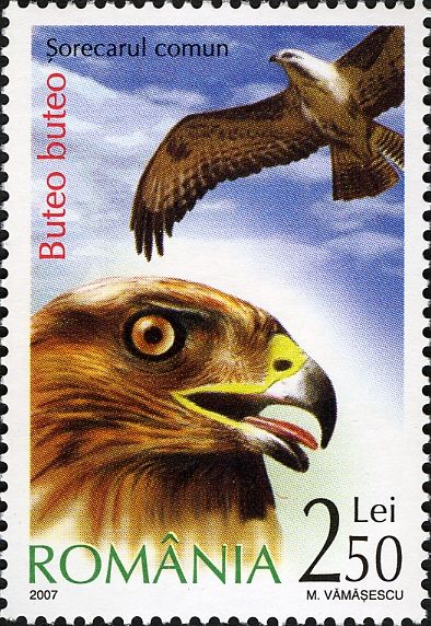 Common Buzzard (Buteo buteo)
