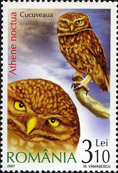 Little Owl (Athene noctua)