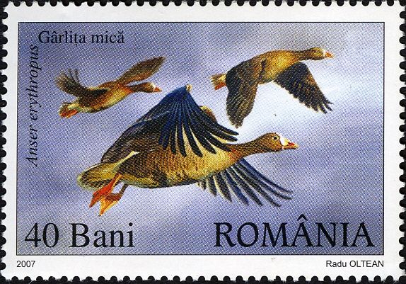 Lesser White-fronted Goose (Anser erythropus)