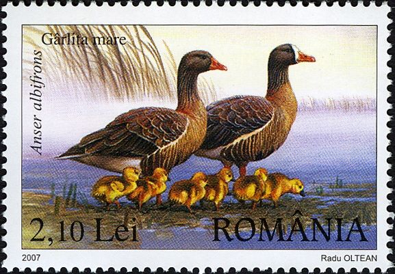 Greater White-fronted Goose (Anser albifrons)