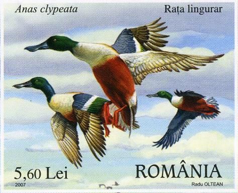 Northern Shoveler (Anas clypeata)