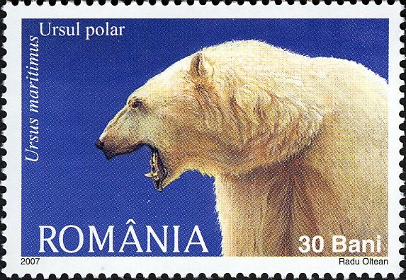 Polar Bear (Ursus maritimus)
