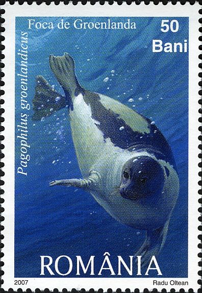 Harp Seal (Pagophilus groenlandicus)